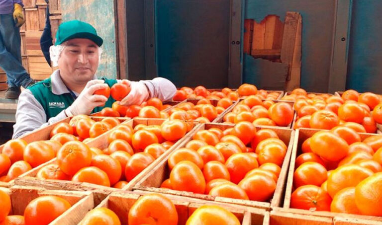 Proyecciones elevan a Perú como potencial octavo exportador mundial de fruta en 2024