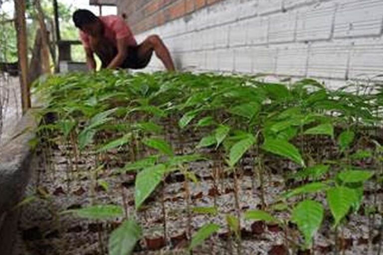 El reto de la reforestación sostenible