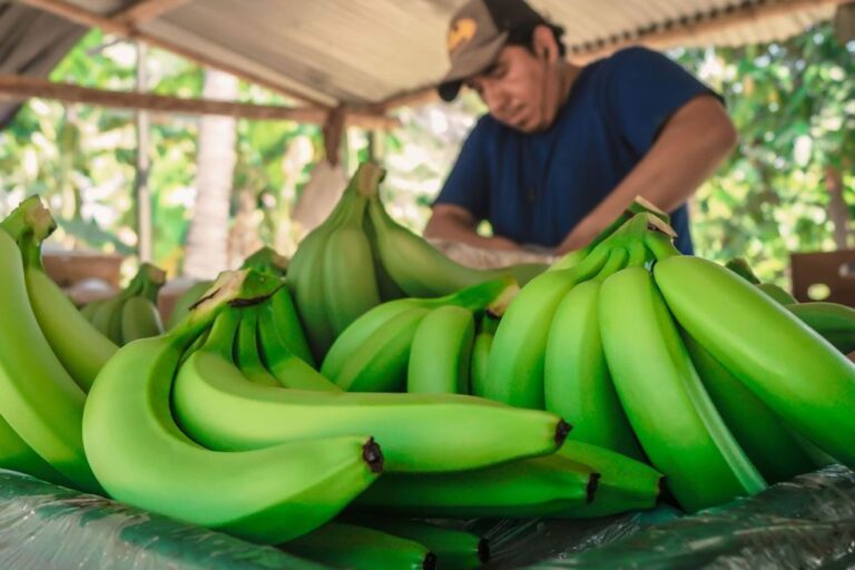 Crean grupo de trabajo para combatir hongo que afecta al banano en el país