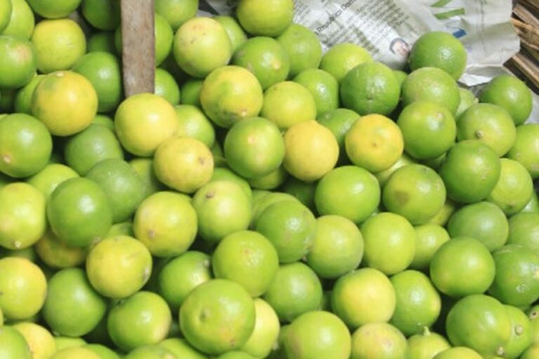 Limón sutil, la preciosa mercancía cítrica