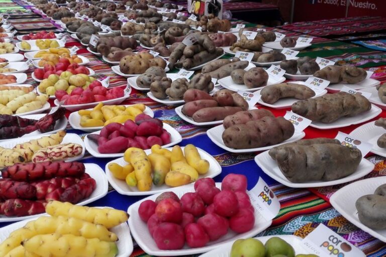 INIA logra producir más de 40 variedades de papa con alta calidad genética