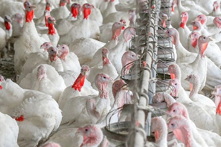 Se ofertarán 1,7 millones de pavos en fiestas de Navidad y Año Nuevo