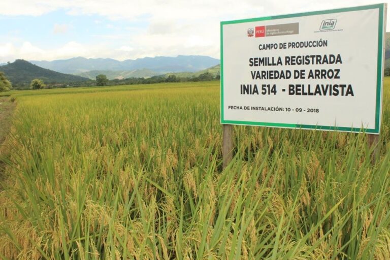 INIA entregará más de 30 toneladas de semilla de nueva variedad de arroz