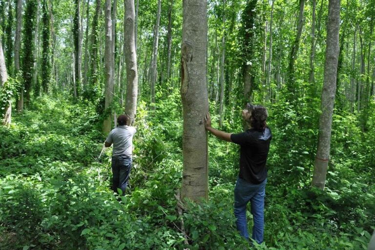 Reforestar para crecer