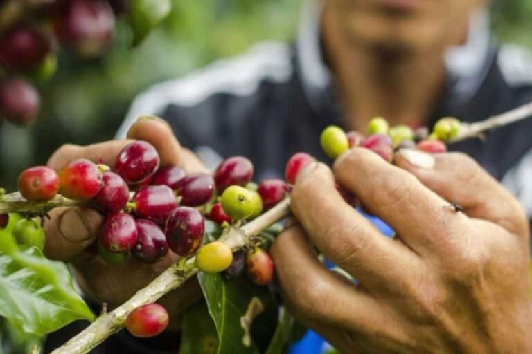 Reactivación del agro generará más de 8 millones de jornales en el campo