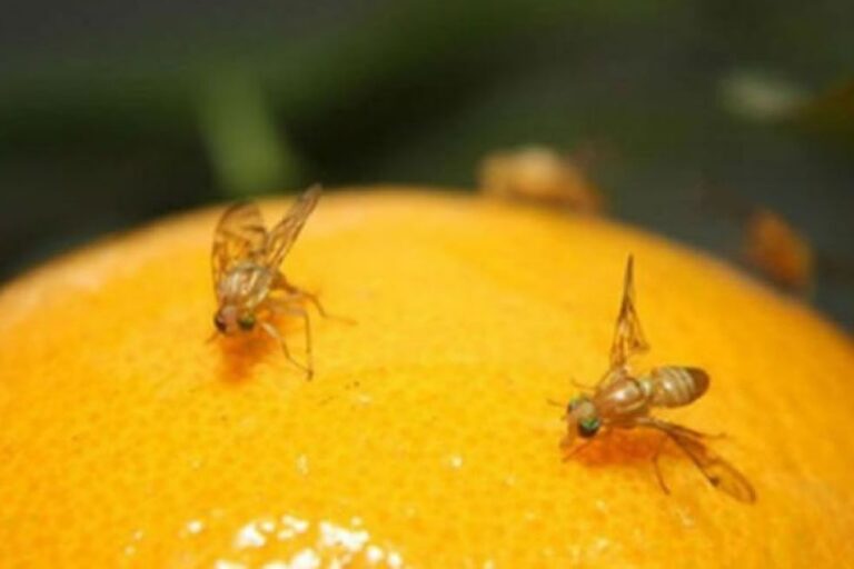 Senasa espera erradicar mosca de la fruta en 103 hectáreas