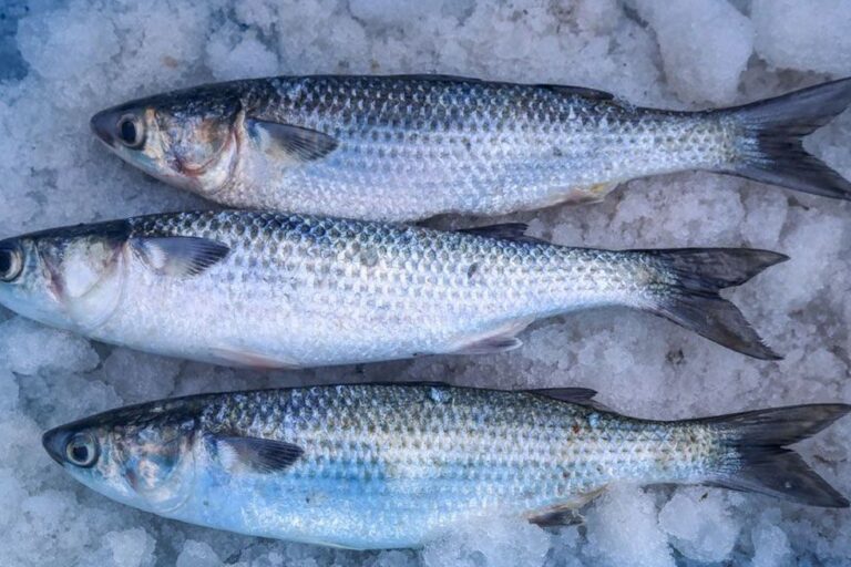 IMARPE iniciará pesca exploratoria de lisa en Laguna La Niña