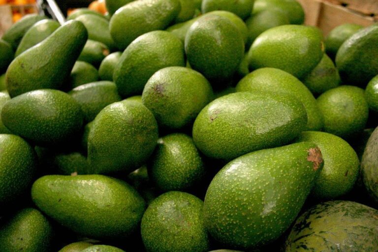 Exportaciones de palta aumentarían considerablemente con proyecto Majes Siguas II