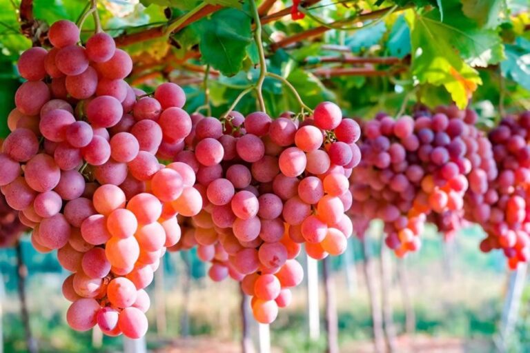 Producción nacional de uva aumentó 40% en diciembre 2020