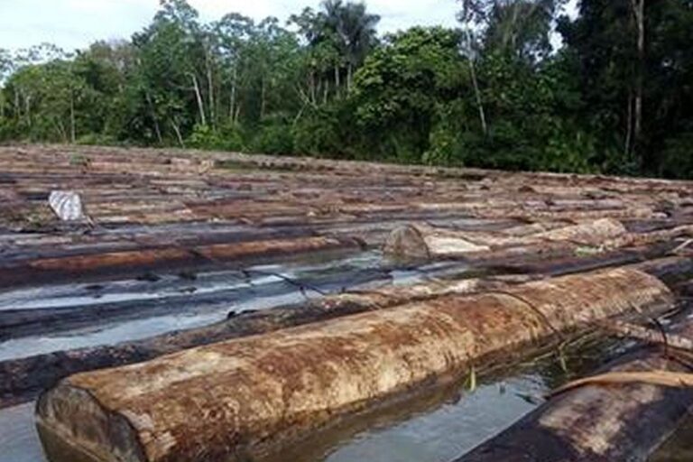 Basta de cháchara reforestadora