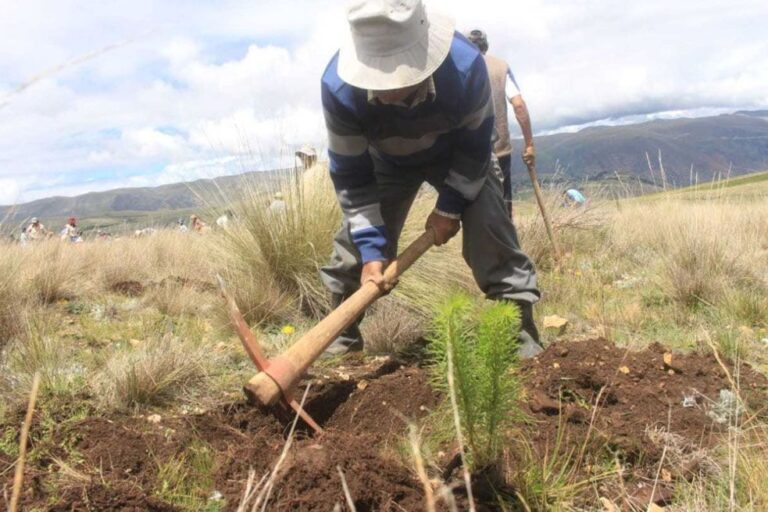 Sector agropecuario creció 5,4% en primeros cinco meses del año