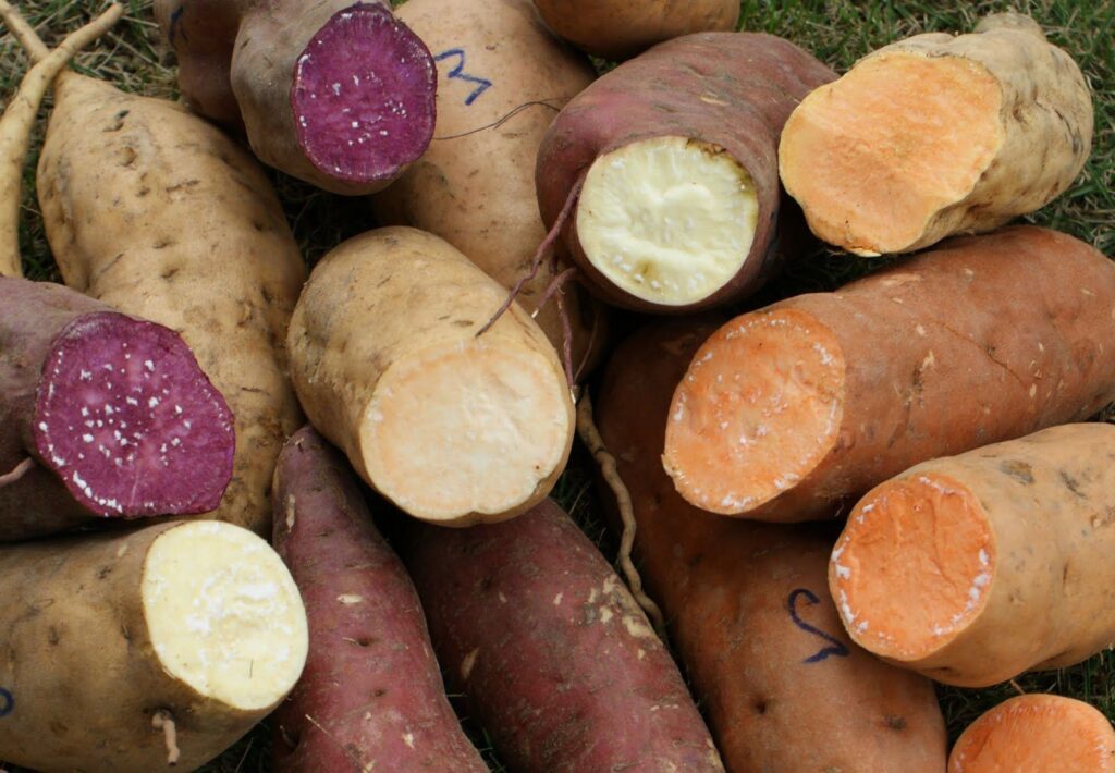 INIA presenta nueva variedad de camote que elevará rendimiento