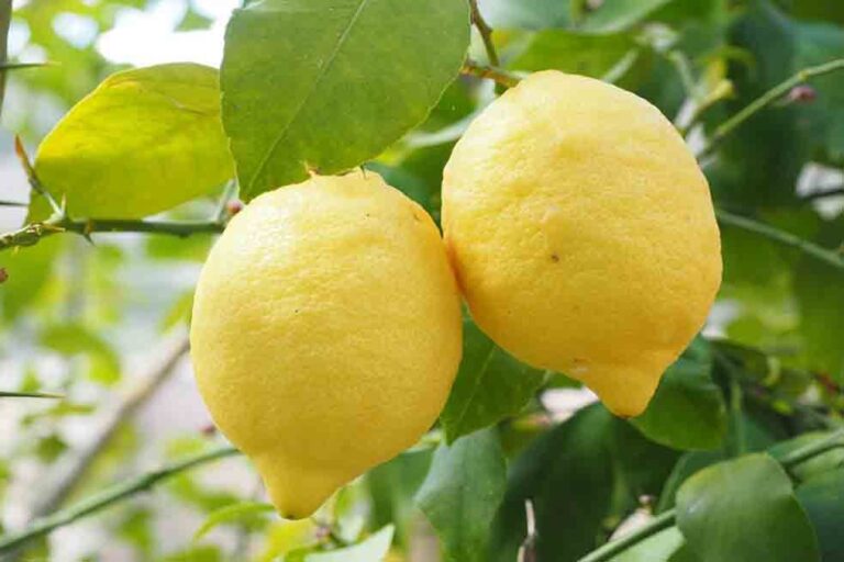Plaga en cítricos podría afectar el precio del limón incluso más que El Niño