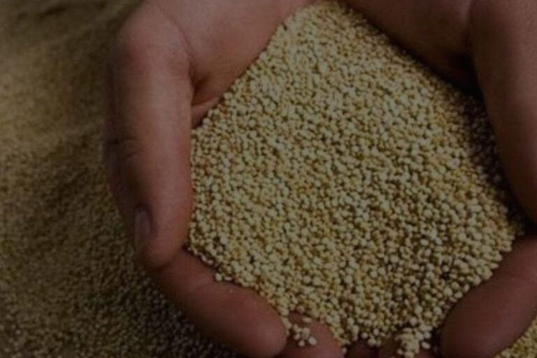 Producción de quinua crecerá 9,9% en 2019