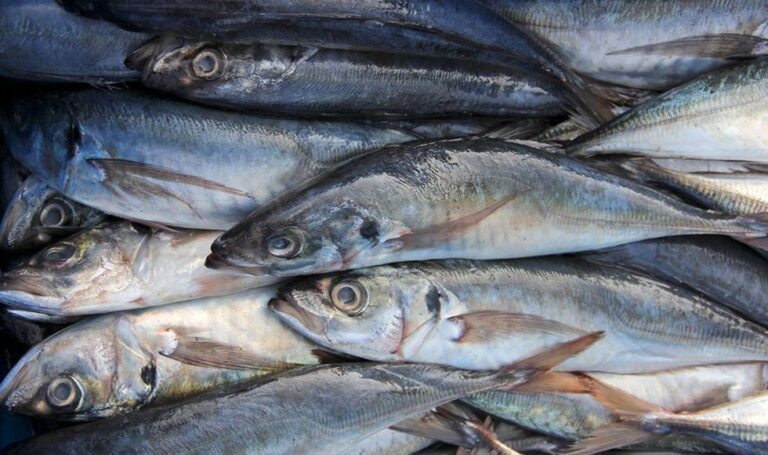 La pretensión chilena sobre el jurel peruano