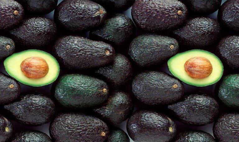 Chile permitirá el ingreso de Palta Hass a los productores de la sierra central