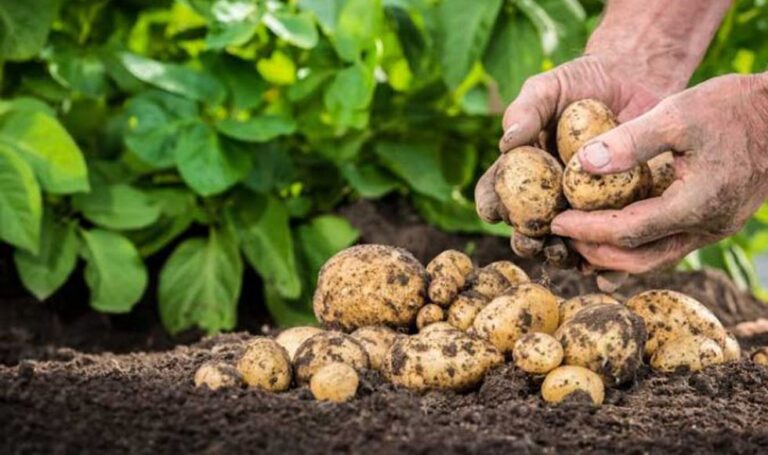 Cinco departamentos concentran más del 50% de la producción de papa