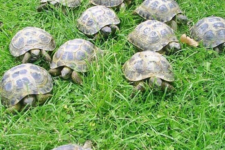 Al menos 20.000 animales en peligro de extinción fueron confiscados desde el año 2000 hasta el 2018