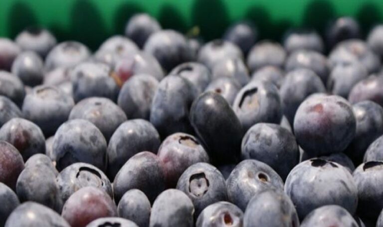 Exportación de arándanos superaría los US$800 millones en 2019