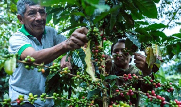 Serfor impulsa modalidad de siembra de café que evita la deforestación y la quema