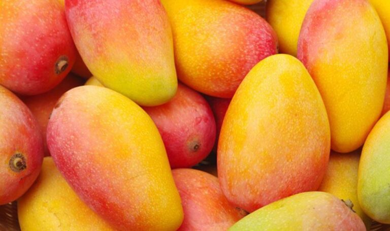 Próxima campaña de mango sumará nueva producción del valle de Olmos