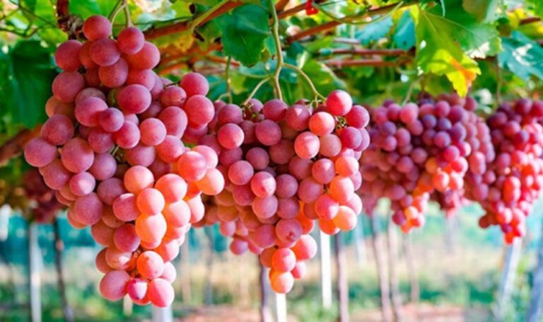 Exportación de uvas creció 15% en 2019