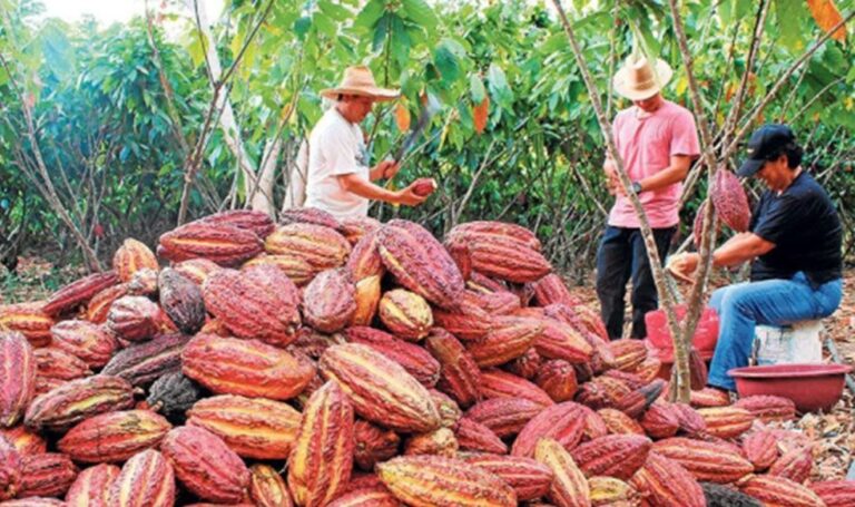 Se espera un déficit de cacao de 174 mil toneladas a nivel mundial
