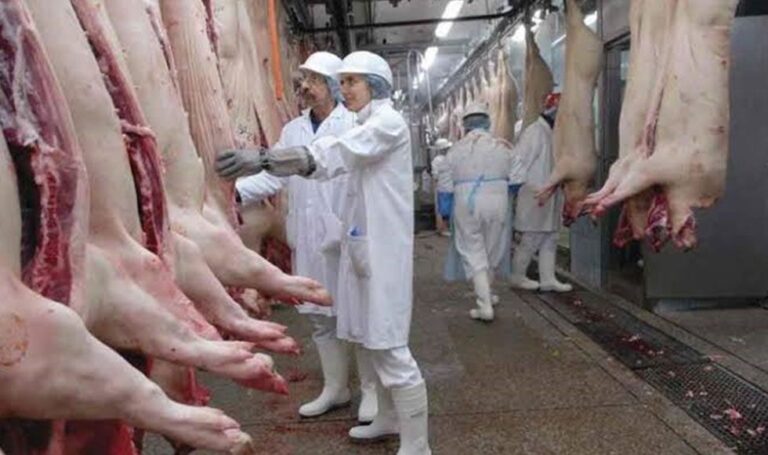 Porcicultores evalúan ventas directas para reducir precio de la carne de cerdo