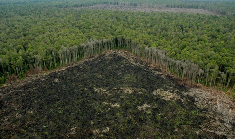 La Amazonía perdió 9,7% de su vegetación natural en 37 años