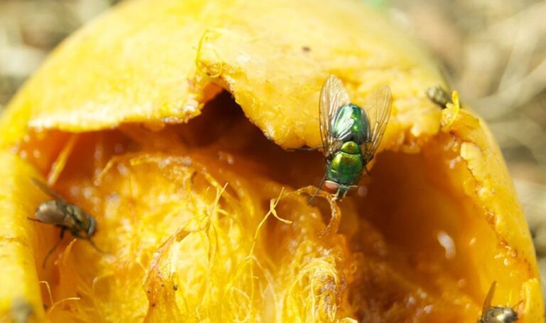 MINAGRI intensificará acciones para erradicar la mosca de la fruta en nueve regiones hacia el 2023