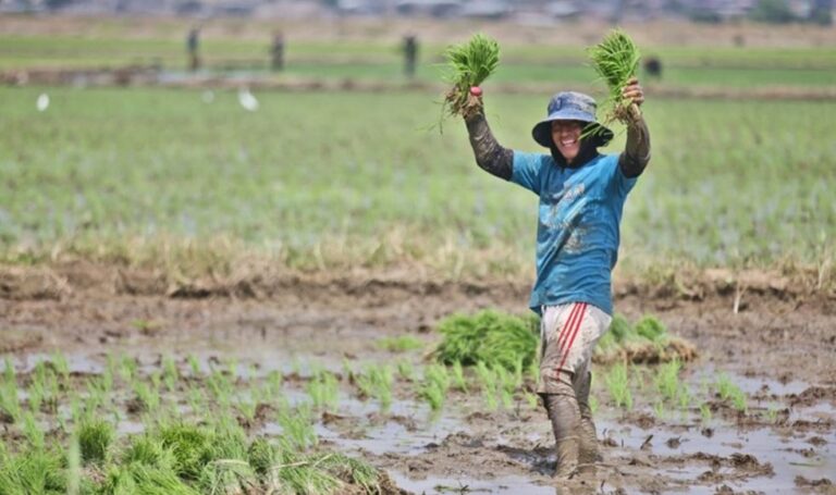Ley de Promoción del Sector Agrario y el Impuesto a la Renta Negativo