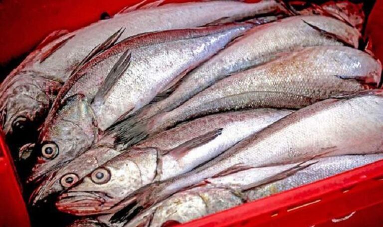 Produce prorroga la pesca exploratoria de merluza