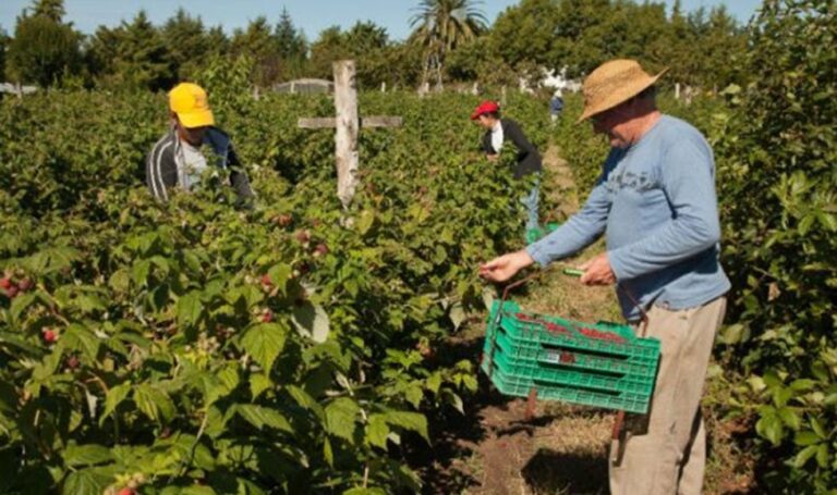 Segunda Reforma Agraria iniciará en octubre