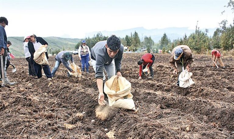 Campaña agricola 2024/2025 no será afectada por los incendios forestales