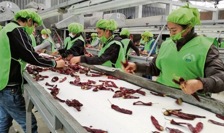 Exportaciones de páprika entera sumaron US$ 27,9 millones en primer trimestre 2022