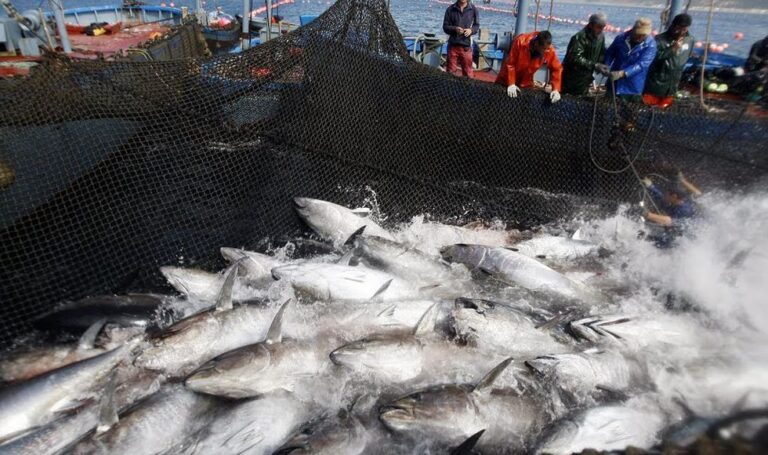 Transformación Digital en la Industria Pesquera Peruana