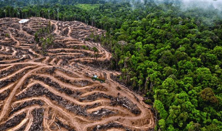 Potencial para Captura de Carbono
