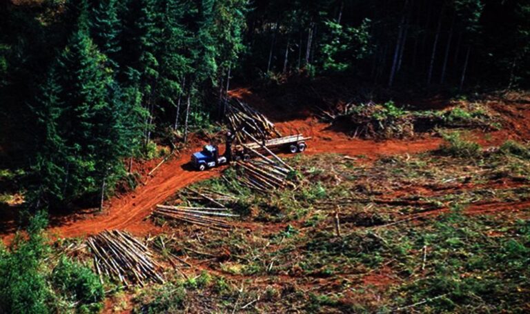 CÓMO CURAR LA PANDEMIA FORESTAL