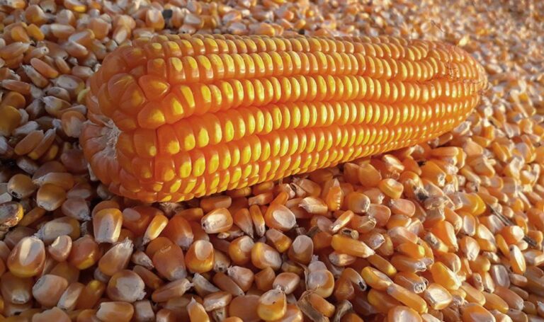 Siembras de maíz amarillo duro se incrementarán ante mayor precio internacional