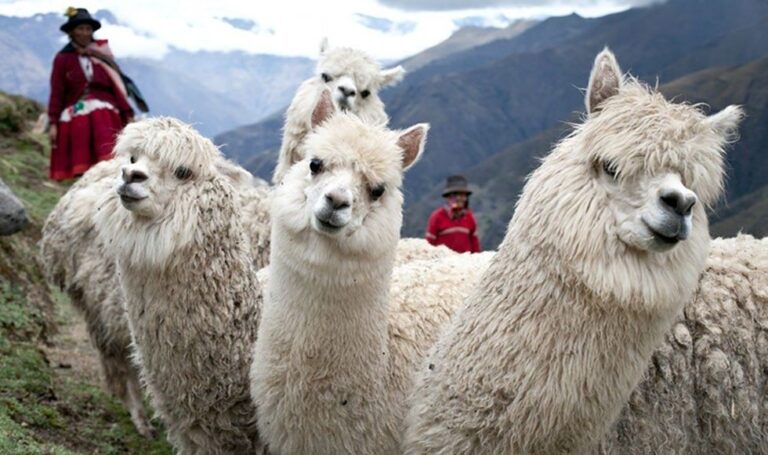 Impulsan buenas prácticas de esquila y manejo de vellón de fibra de alpaca