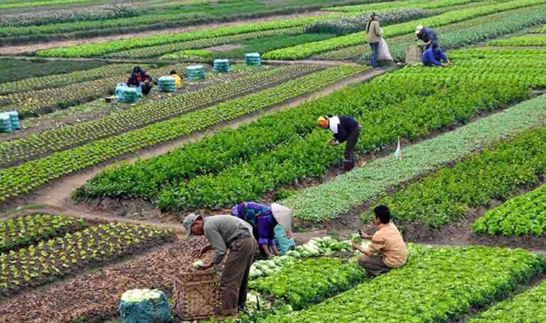 Se destinarán S/ 57 millones para asegurar cultivos de pequeños productores a nivel nacional