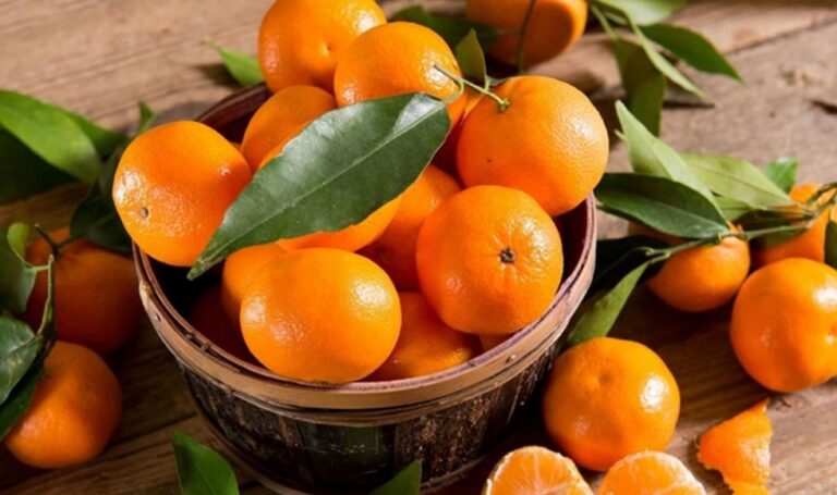 Exportaciones no tradicionales se expandieron 11% en julio