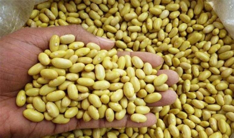 Exportaciones de frijol castilla alcanzaron los US$ 7,3 millones entre enero y septiembre 2020