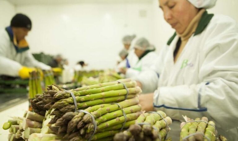 Agroexportación: competencia aumenta para las exportaciones peruanas de palta