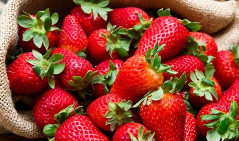 Valor de las exportaciones peruanas de fresas crecen 13,6% en primer trimestre 2022