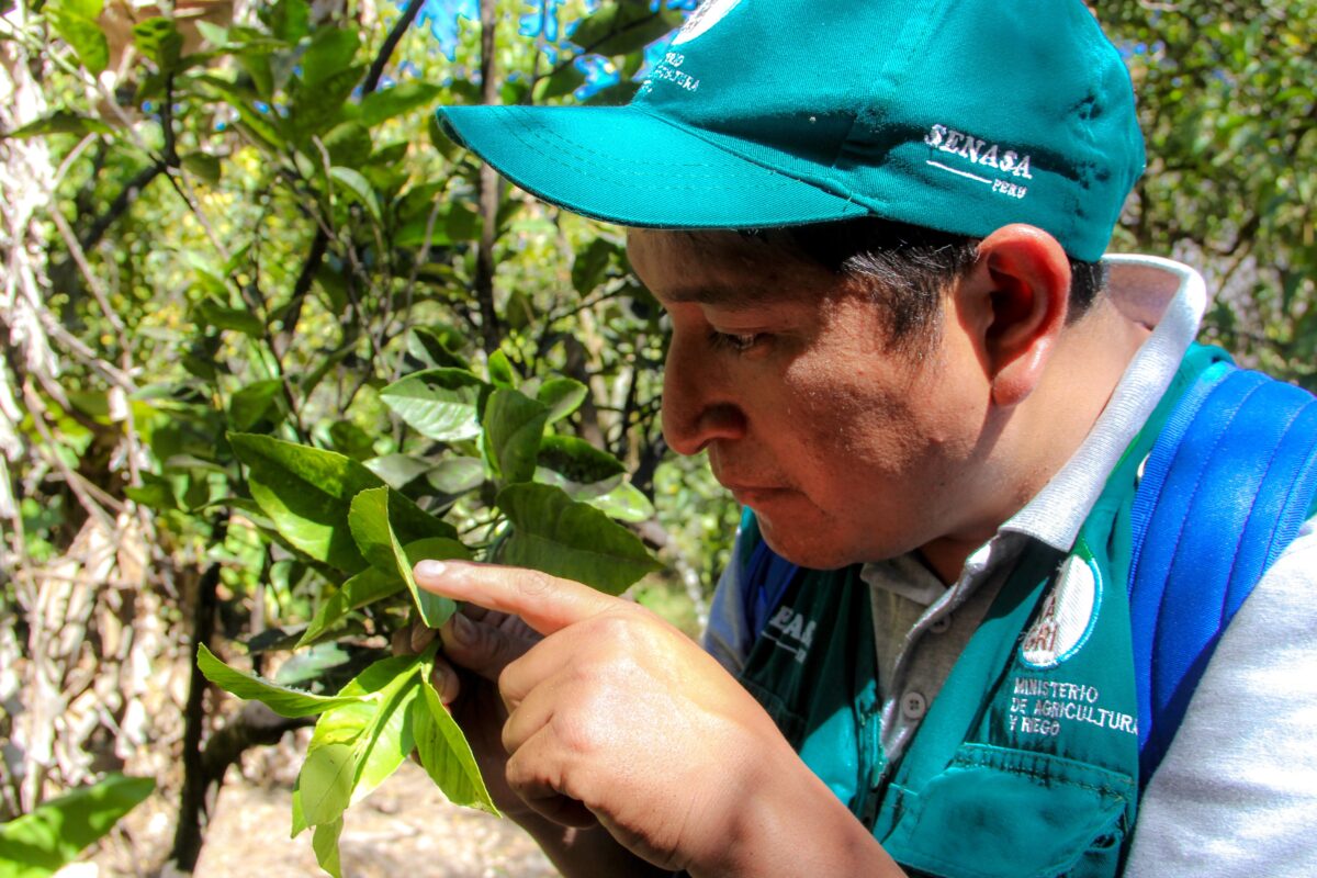 Senasa fortalece capacidades agropecuarias de más de 23.000 pequeños productores