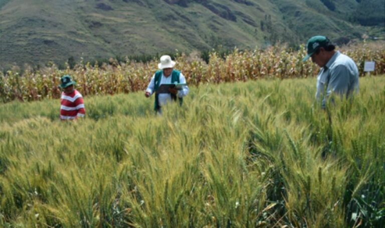 Nueva variedad de trigo con alta calidad genética mejorará actividad panificadora