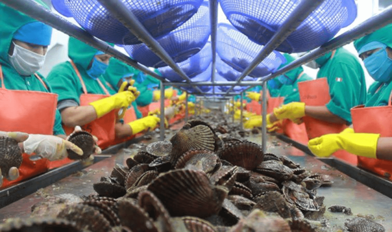 Perú podría convertirse en el segundo mayor exportador de conchas de abanico