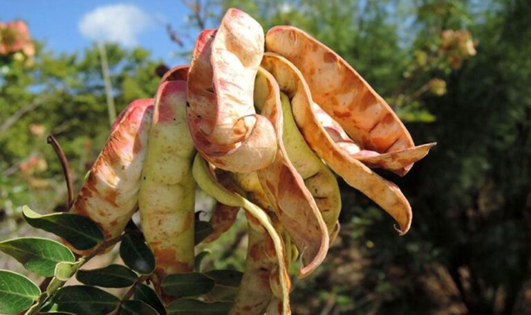 Tara de Cajamarca y el ‘quinil galato de cobre’