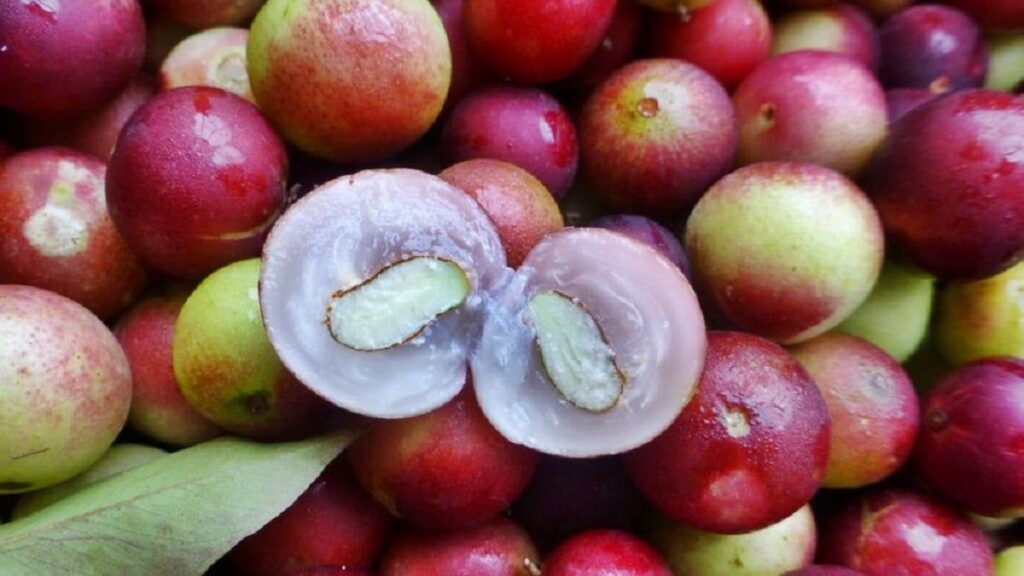 Camu camu despierta el interés del mercado Italiano